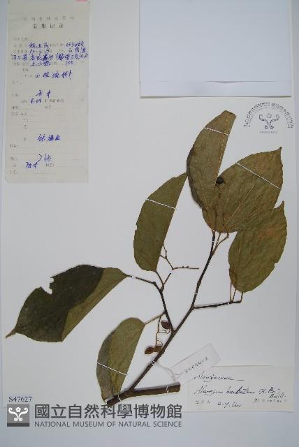 鬚毛八角楓藏品圖，第1張