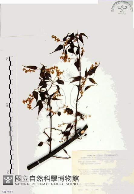 尖葉槭藏品圖，第1張