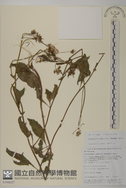 昭和草藏品圖，第1張