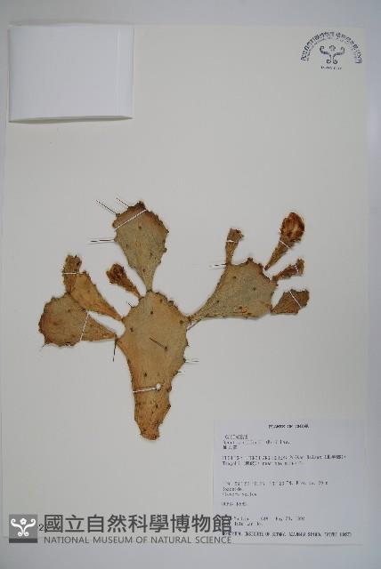 仙人掌藏品圖，第1張