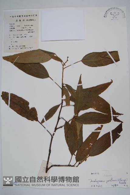 變葉樹參藏品圖，第1張