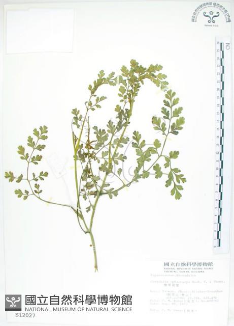 彎果黃菫藏品圖，第1張