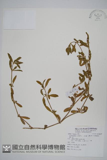 蓮子草藏品圖，第1張