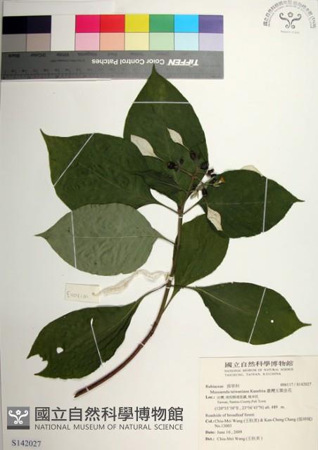 臺灣玉葉金花藏品圖，第1張