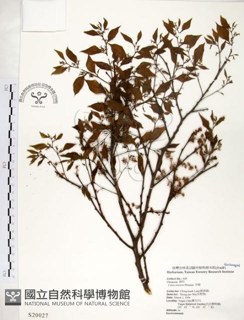 朴樹藏品圖，第1張