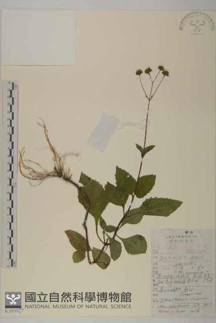 寬葉下田菊藏品圖，第1張