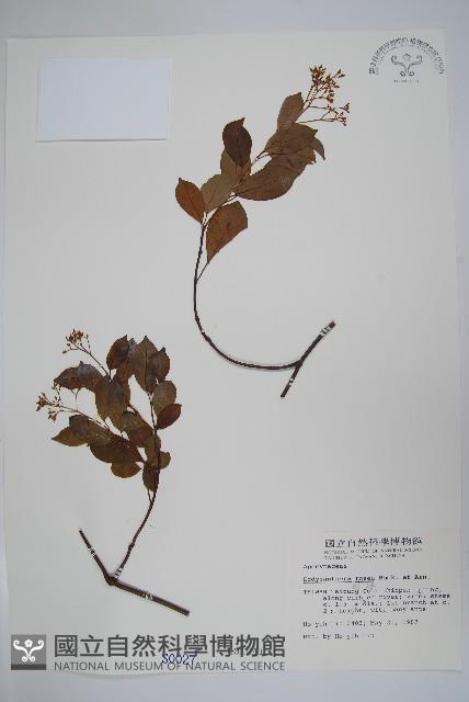 酸藤藏品圖，第1張