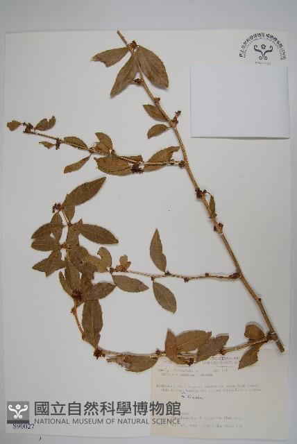 臺灣小蘗藏品圖，第1張