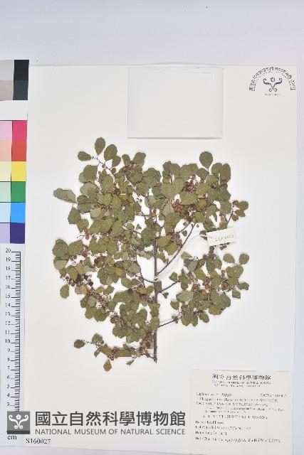 密花白飯樹藏品圖，第1張