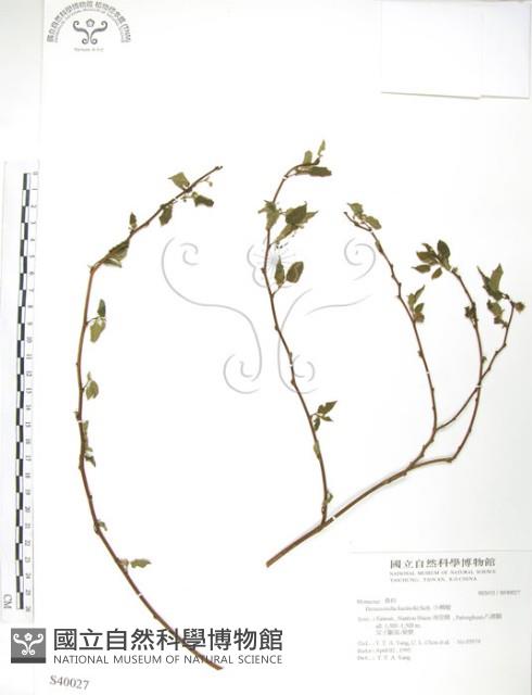 小構樹藏品圖，第1張