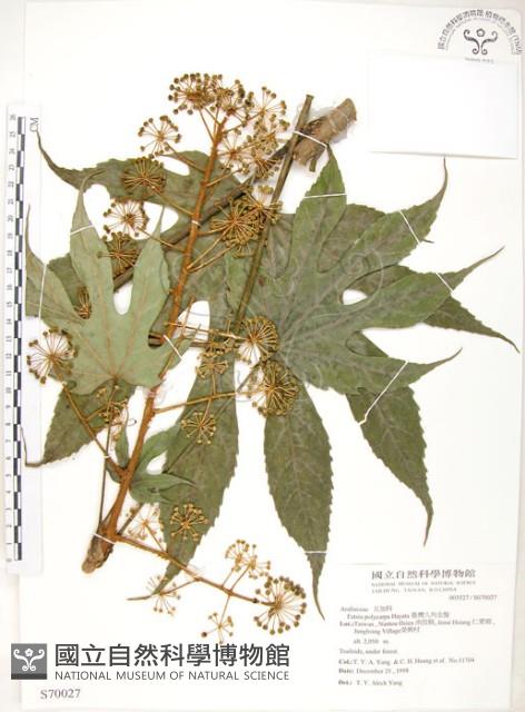 臺灣八角金盤藏品圖，第1張