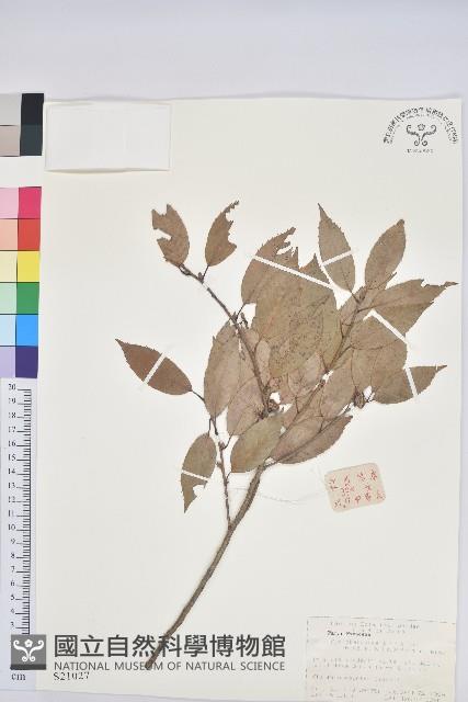 細葉青剛藏品圖，第1張