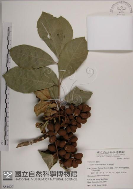 大葉樹蘭藏品圖，第1張