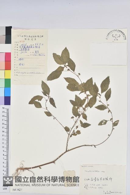 鐵莧菜藏品圖，第1張