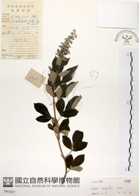 三葉蔓荊藏品圖，第1張