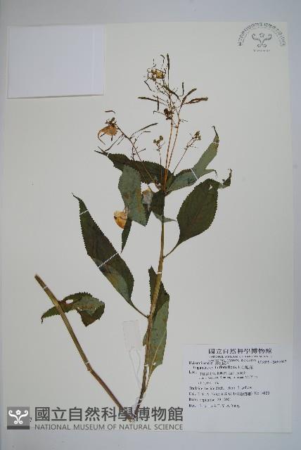 金鳳仙藏品圖，第1張