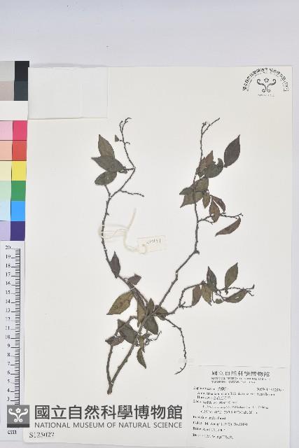 密花五月茶藏品圖，第1張