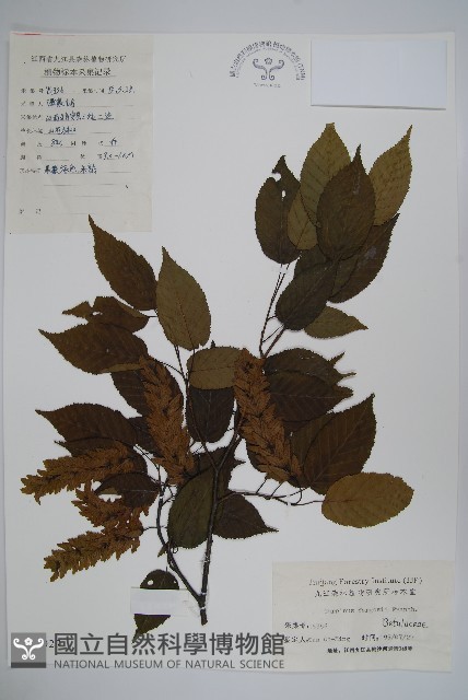 大穗鵝耳櫪藏品圖，第1張
