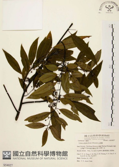 山胡椒藏品圖，第1張