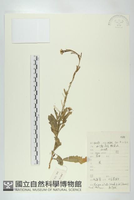 高蔊菜藏品圖，第1張