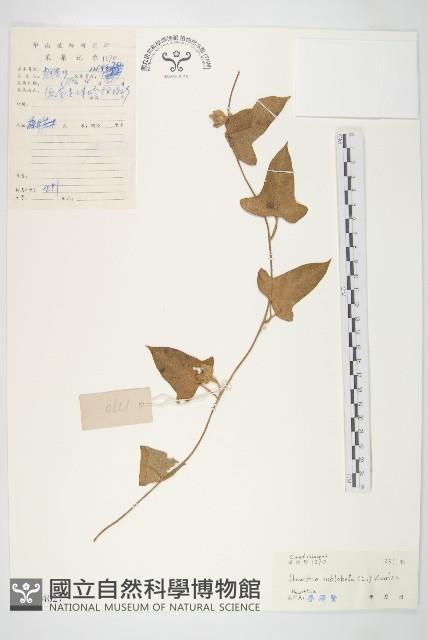 豬菜藤藏品圖，第1張