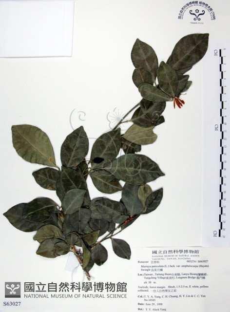長果月橘藏品圖，第1張