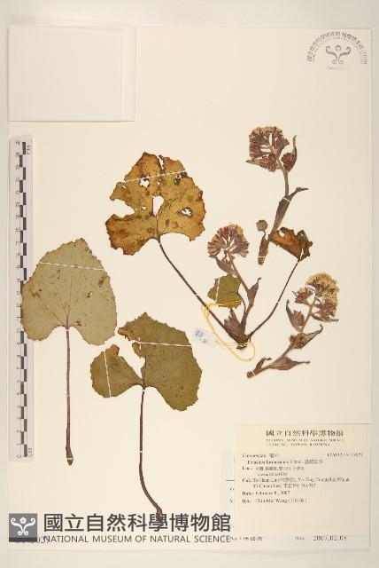 臺灣款冬藏品圖，第1張