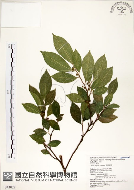 菲律賓榕藏品圖，第1張