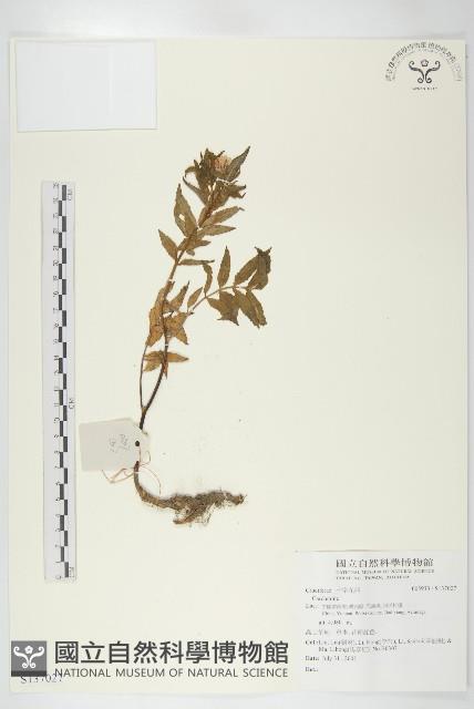 登錄號:S137027藏品圖，第1張