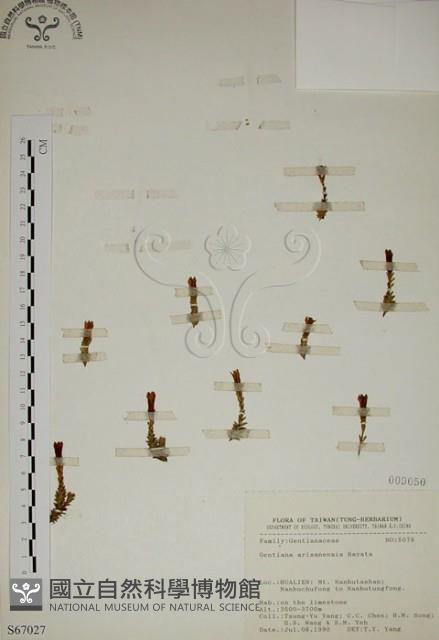 阿里山龍膽藏品圖，第1張