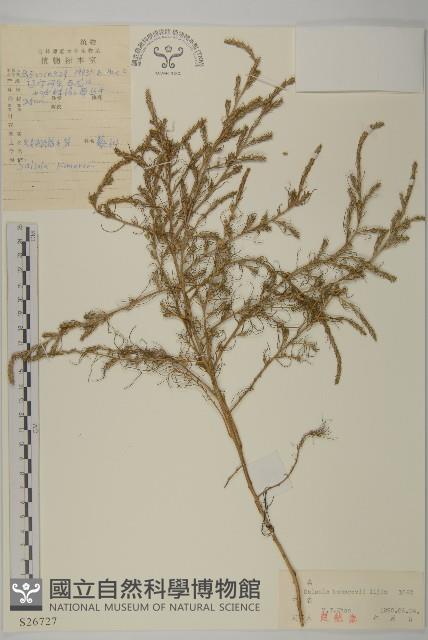 無翅豬毛菜藏品圖，第1張