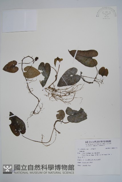 登錄號:S106727藏品圖，第1張