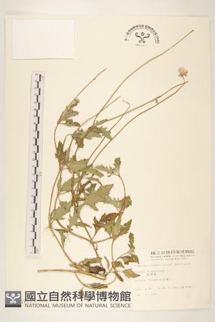 長柄菊藏品圖，第1張