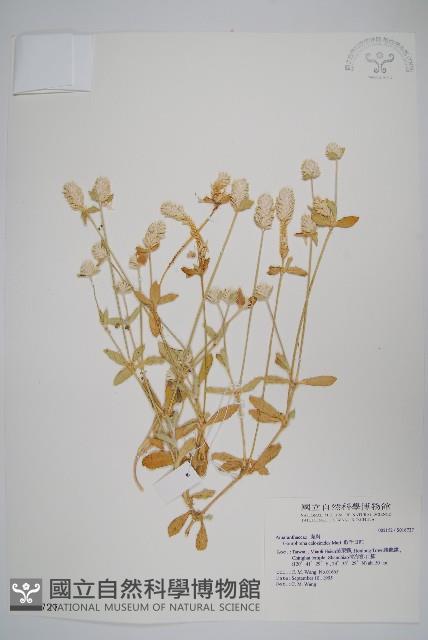 假千日紅藏品圖，第1張