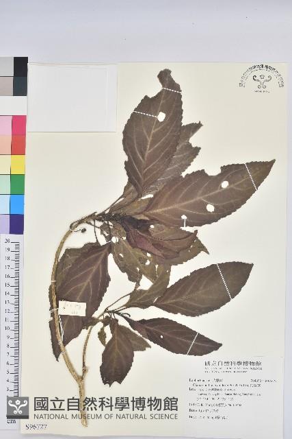 假鐵莧藏品圖，第1張