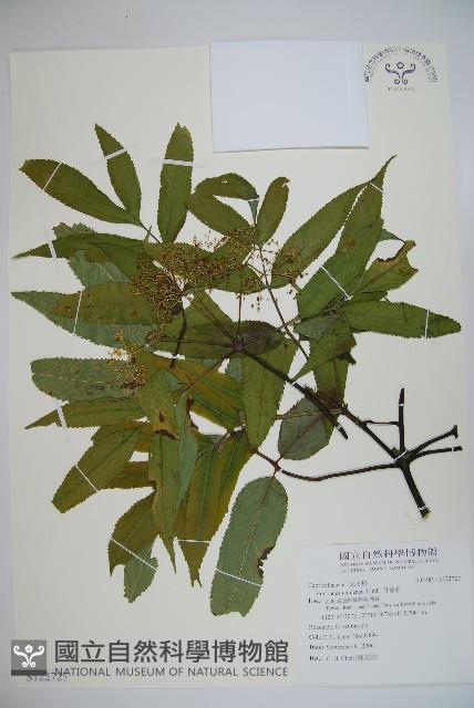 冇骨消藏品圖，第1張