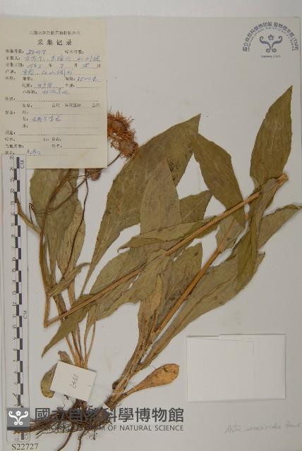 狗舌紫菀藏品圖，第1張