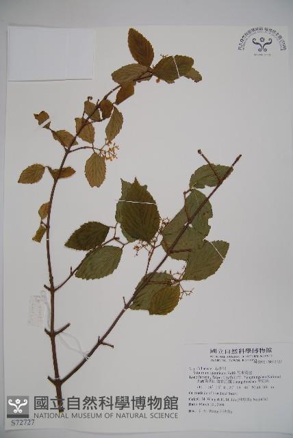 呂宋莢迷藏品圖，第1張