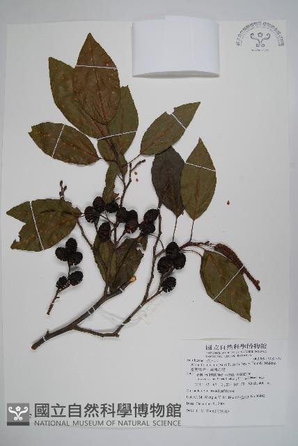 臺灣赤楊、臺灣榿木藏品圖，第1張