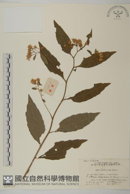 山白蘭藏品圖，第1張