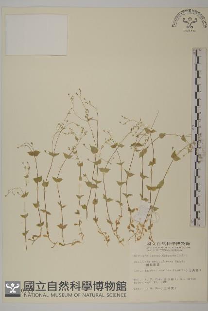 網脈繁縷藏品圖，第1張