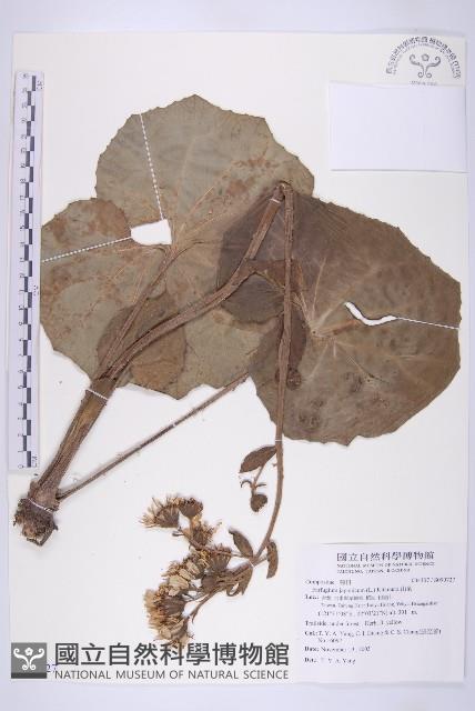 山菊藏品圖，第1張