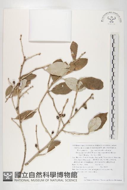 登錄號:S130727藏品圖，第1張