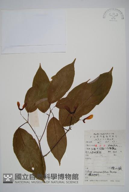 樟葉槭藏品圖，第1張