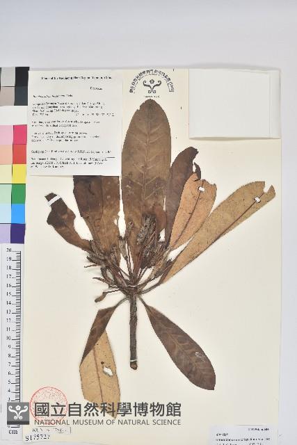 革葉杜鵑藏品圖，第1張