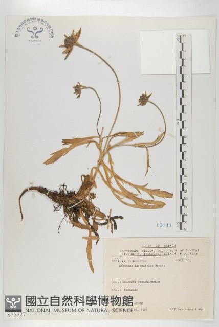 玉山山蘿蔔藏品圖，第1張