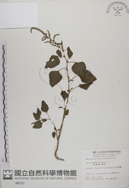 野莧菜藏品圖，第1張