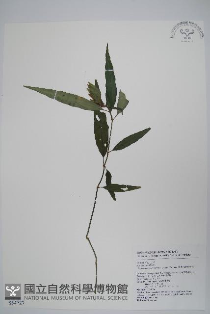 長花九頭獅子草、山藍藏品圖，第1張