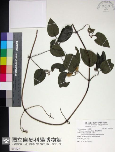 麥氏鐵線蓮藏品圖，第1張