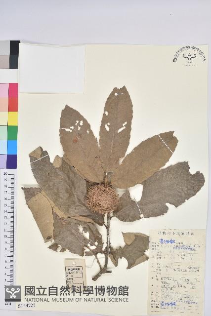 板栗藏品圖，第1張